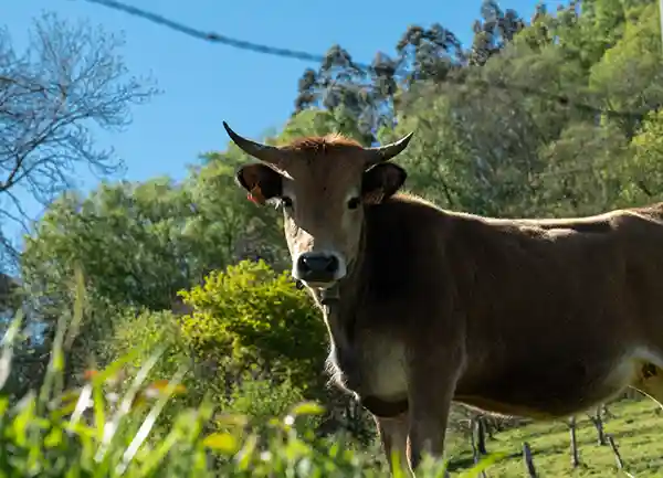 RALES HUB acción frente despoblación