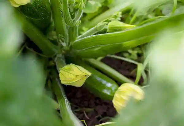 Rales hub Villaviciosa huerto regenerativo