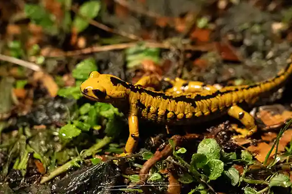 Eventos de empresa villaviciosa