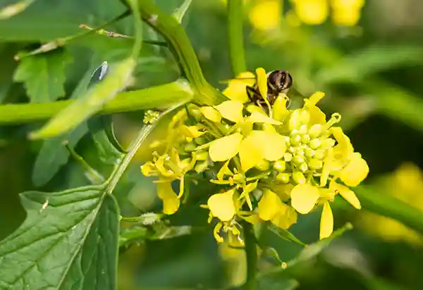 rales hub huerto regenerativo