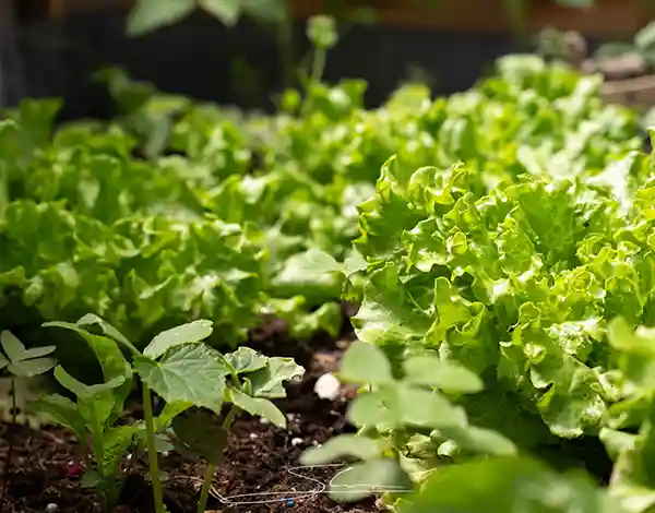 rales hub huerto regenerativo