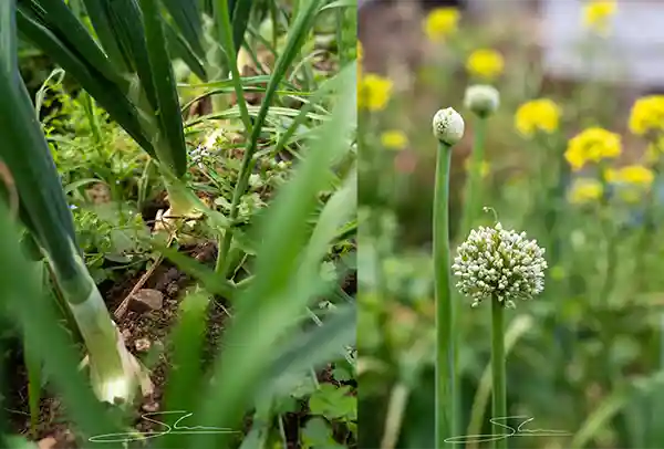 rales hub huerto regenerativo